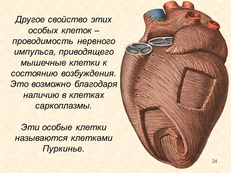 24 Другое свойство этих особых клеток – проводимость нервного импульса, приводящего мышечные клетки к